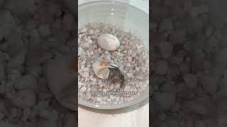 Miracle Gecko hatches on camera [upl. by Huckaby861]