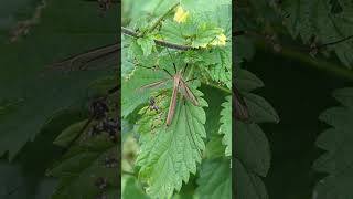 A Cranefly or Daddy Longlegs This is Tipula paludosa the Meadow Whitestripe [upl. by Annalise]