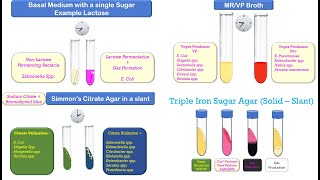 Biochemical Identification of Bacteria [upl. by Nonnahsed]