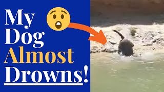 PROOF That Staffies Are the Worst Swimmers in the World [upl. by Duarte239]