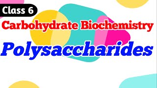 Polysaccharides  Homo polysaccharides Carbohydrate Biochemistry class 6 [upl. by Ornie58]