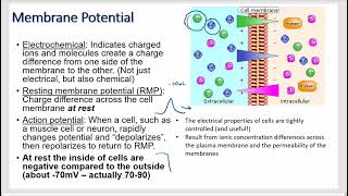 Cell Resting Membrane and Action Potential Physiology [upl. by Ailhat]