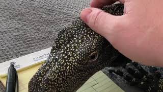 Crocodile Monitor Love [upl. by Monah]