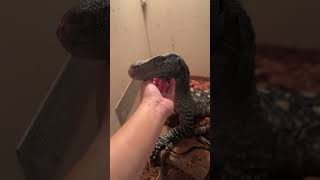 TAME VARANUS SALVADORII [upl. by Cheke]