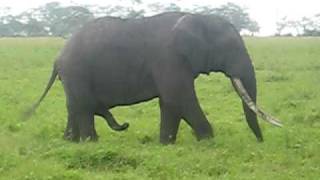 Elephant scratches stomach with 2nd trunk [upl. by Bren920]