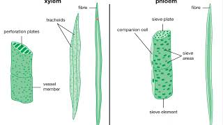 CLASS 9 TISSUE IMPORTANT QUESTIONSCBSE BOARDNCERTBIOLOGY [upl. by Ireva219]