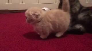 Standard Scottish Fold Munchkin [upl. by Ayanaj]