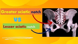 Greater VS Lesser sciatic notches [upl. by Nnylylloh616]