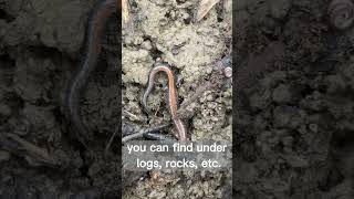 Herping for Redbacked Salamanders in Pennsylvania [upl. by Airoled187]