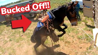 Mules Pack Fencing Supplies GONE WRONG [upl. by Leber741]