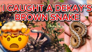 I caught a “DEKAY’S BROWN SNAKE” today in my back yard… foryou [upl. by Fidel]