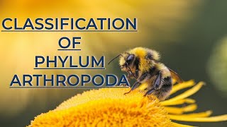 CLASSIFICATION OF PHYLUM ARTHROPODA UPTO CLASSES AND POSITION OF INSECT IN ANIMAL KINGDOM [upl. by Artnoed159]