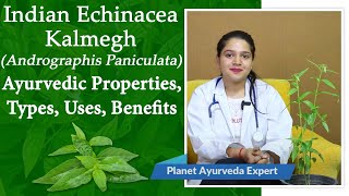 Indian Echinacea  Kalmegh Andrographis Paniculata  Ayurvedic Properties Types Uses Benefits [upl. by Heger]