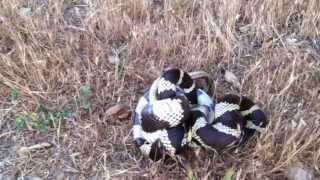 King Snake vs Gopher Snake Battle to the Death [upl. by Oicnaneb]