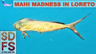 Mahi Madness Loreto  Solo Skiff Fishing Baja California Dorado amp Yellowtail Allure Sportfishing BCS [upl. by Sneve]