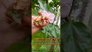 ಸಹಜ ಬಣ್ಣದ ಮೂಲ  ರಂಗು ರಂಗಿನ ರಂಗು ಮಾಲೆ l Bixa Arogyapoorna arogyapoorna plants [upl. by Aimas]