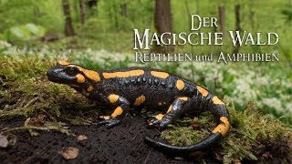 Der Magische Wald Reptilien und AmphibienNatur Doku [upl. by Ueihtam]