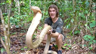 Worlds Biggest KING COBRA in JUNGLE of BORNEO Pt2 [upl. by Yseulte]