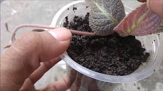 How to Propagate Episcia Flower in Water amp Soil With Update [upl. by Kenton527]