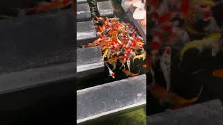 Beautiful Koi fish fishing fishhunter catchingfish [upl. by Jamel]