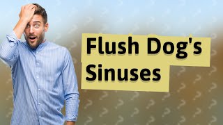 How do I flush my dogs sinuses [upl. by Naraj752]