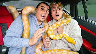 We CAUGHT A Giant Snake Living In My Car [upl. by Alansen]