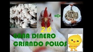 EMPEZAR UN NEGOCIO DESDE CASA “POLLOS DE ENGORDEquot broilers doble pechuga parrilleros 20 [upl. by Swec]