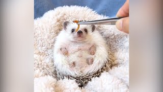 Video of cute hedgehog chomping a mealworm goes viral [upl. by Eeluj632]