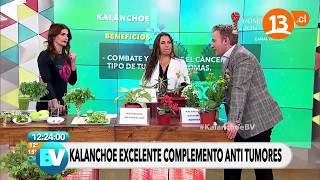 Beneficios médicos del kalanchoe  Bienvenidos [upl. by Sueddaht]