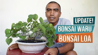 Bahan Bonsai Waru Hibiscus Tiliaceus India dan Bahan Bonsai Loa Ficus Racemosa  April 2019 [upl. by Walter956]