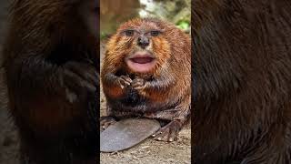 Why do beavers build dams [upl. by Tra]