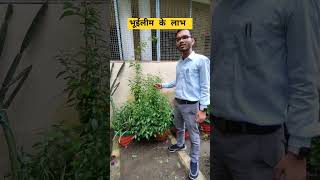 भूईलीम।quotBenefits of Andrographis Paniculata The Powerful Herbal Remedyquot plantbenifits plants [upl. by Pansy34]