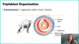 Classifying Animals Germ Layers [upl. by Leander]