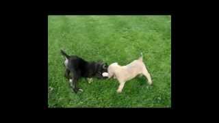 Shipley Cane Corso  3 Of Our Cane Corso Puppies Playing Around [upl. by Eelir10]