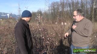 Winterschneeball  Standort Schnitt und Blüten Viburnum bodnantense [upl. by Adiesirb]