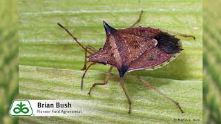 Problems with Stinkbugs [upl. by Laure]