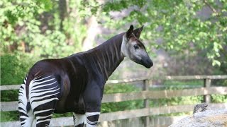 Amazing Facts About The Okapi [upl. by Rosabel]