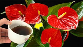 Just Pour Once Weak Anthurium Immediately Grows 1001 New Roots And Flower Branches [upl. by Bachman]