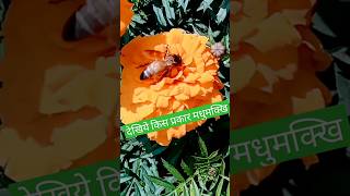 Honey bee flower 🌹🌹whatsappstatus shorts cuteanimals nature birdwatching [upl. by Nellac]