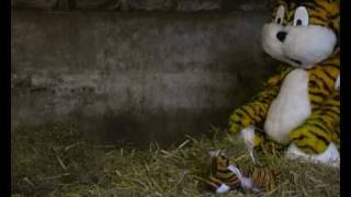 The Sneezing Baby Panda tiger mix [upl. by Arielle]