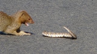 Slender Mongoose Interaction With Puff Adder Black amp White  Latest Wildlife Sightings [upl. by Oiril]