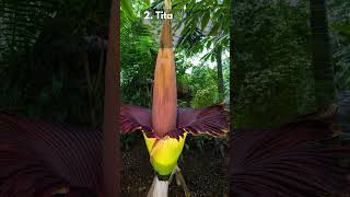 5 BIGGEST Flowers in the World [upl. by Kelton]