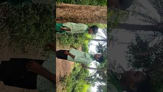 comedy lucu funny rajusahishnewpuruliasong newpuruliaalightmotionediting [upl. by Yelloh]