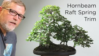 Bonsaify  Hornbeam Raft Spring Trim [upl. by Otrebide]