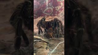 Feeding Goliath bird eating tarantula fyp tarantula [upl. by Robina171]