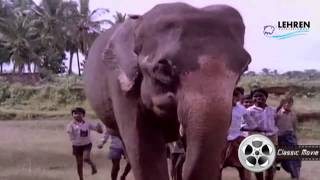 Aanachandam  Gajakesariyogam  Malayalam Movie Song [upl. by Dnamron166]