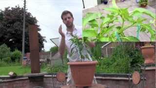 Low Stress Training LST Chillies amp Peppers [upl. by Arriat789]