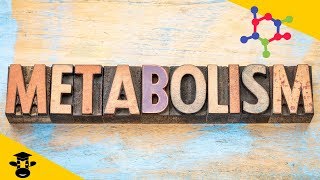 What is metabolism in biology [upl. by Sinegra]