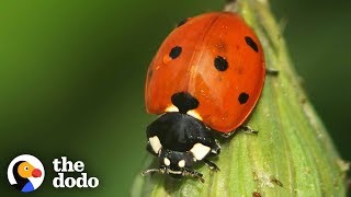 The Stunning Life Cycle Of A Ladybug  The Dodo [upl. by Trstram]