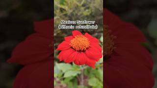 quotMexican Sunflower Tithonia rotundifolia in Full Bloom  Nature’s Brightest Beauty 🌻✨quot [upl. by Uriia606]